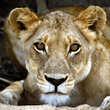 Wild Lion Jigsaw icon