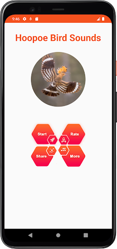 Hoopoe Bird Sounds Screen 2