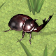 Bug Battle Simulator 3D