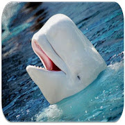 Beluga Whale sounds