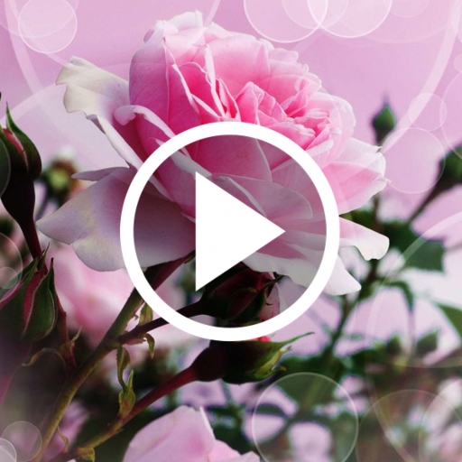 Rose Video Live Wallpaper Download on Windows
