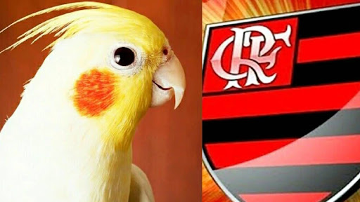 Hino do Flamengo pra Calopsita Screen 3
