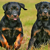 Rottweiler Wallpapers icon