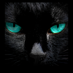 Cover Image of डाउनलोड Black Cats Wallpapers  APK