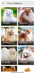 Cute Puppy & Dog Wallpaper