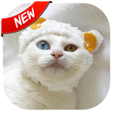 Cute Cats Pictures 2017  ?? icon