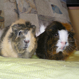 Sounds of guinea pigs icon