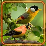 Cover Image of ダウンロード Birds Wild Nature  APK