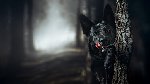 German Shepherd Screen 3
