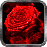 Red Rose Fire Live Wallpaper icon