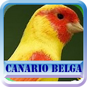 Canario Belga Campainha Completos