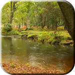 Rain in the forest Video LWP Apk