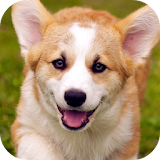 Dog Wallpapers Free HD icon