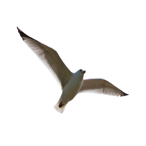 পাখি (The bird) logo