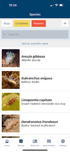 Dutch Nudibranchs - Blauwtipje Screen 2