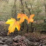 Leaf fall icon