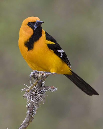 Android application Oriole bird sounds screenshort