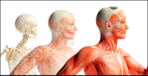 3D Human Anatomy Screen 3