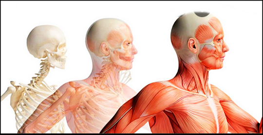 Anatomie humaine 3D