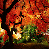 Best Autumn Wallpapers icon