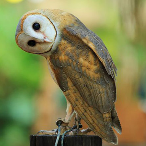 suara burung hantu mp3 logo