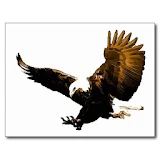 Eagle HD Wallpaper icon