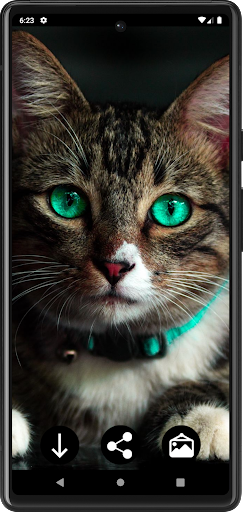 Cat Wallpapers Screen 2