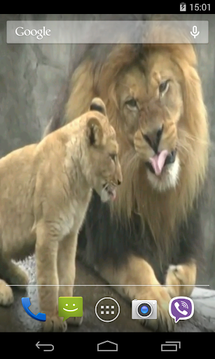 Lion Video Live Wallpaper Screen 3