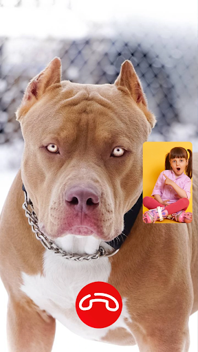 Pitbull Fake Video Call Game Screen 2