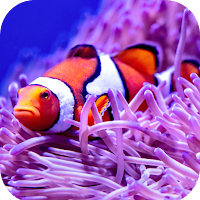 Clownfish Wallpaper HD