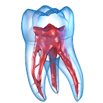 Cover Image of Скачать Dental 3D Illustrations for patient consultation 1.0.21 APK