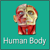 Human Body icon