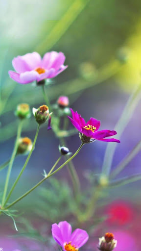 Android application Flowers Wallpapers HD Offline screenshort