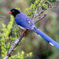 Blue magpie bird sounds