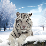 Cover Image of Herunterladen Arctic Tiger Simulator: Wildes Familienüberleben  APK