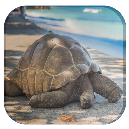Tortoise Wallpaper Download on Windows