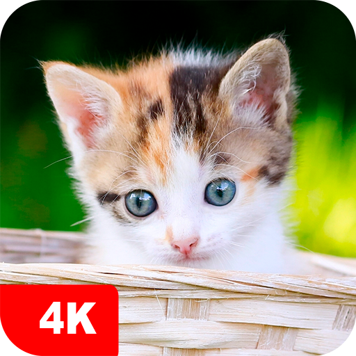 Kitten Wallpapers 4K  Icon