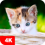 Cover Image of Unduh Wallpaper Kucing 4K 5.5.9 APK