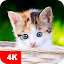 Kitten Wallpapers 4K