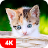 Kitten Wallpapers 4K5.7.4 (Premium)