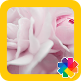 Pink Flowers Wallpapers icon
