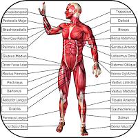 3D Human Anatomy. Discover the Human Body