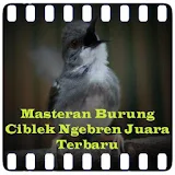 Masteran Ciblek Ngebren Juara icon
