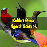 Masteran Kolibri Gacor Ngerol