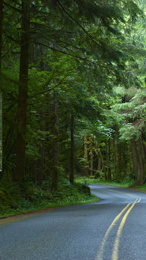 Genus Carludovica Wallpaper