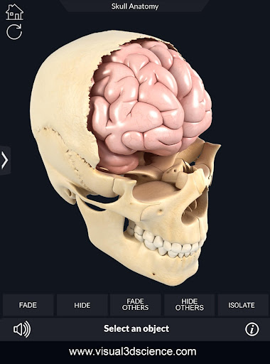 Skull Anatomy Pro.