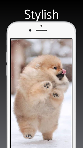 Pomeranian Dog Wallpapers 4k Screen 2