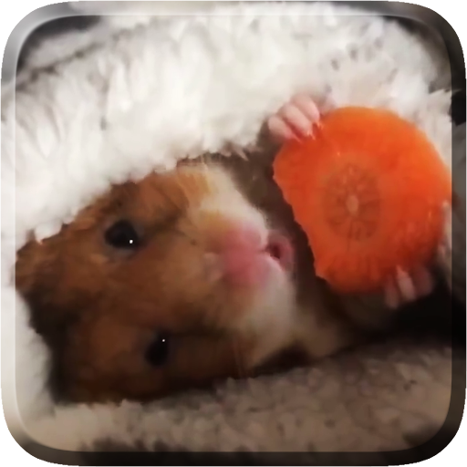10 melhors vídeos de hamster engraçados no