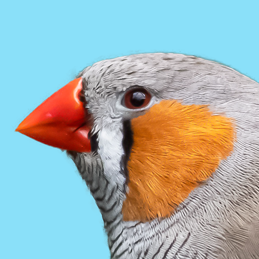 Australia Birds ID Kakadu Demo logo