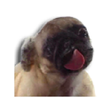 Pug Licking Live Wallpaper icon